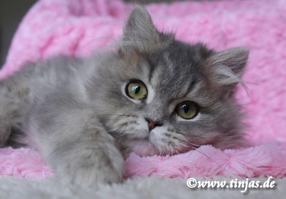 Britisch Langhaar blue golden tabby ticked
